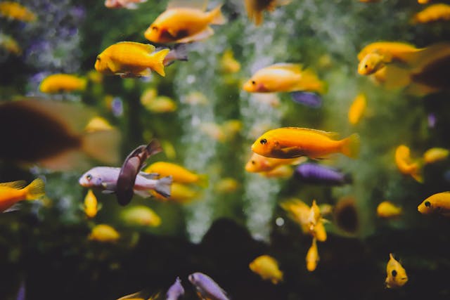 LEDStrips aquarium